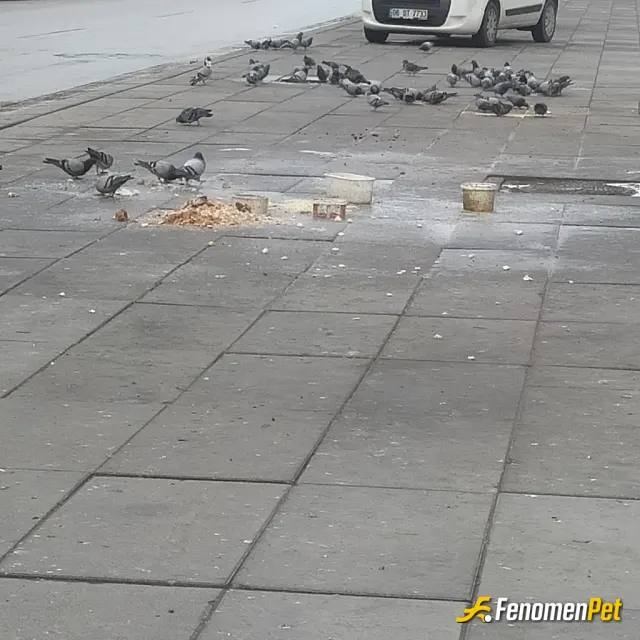 Sokak hayvanı besleme: #Fenomenpet Elimizden geldiğince sokakta olan tüm canlara yardım ediyoruz