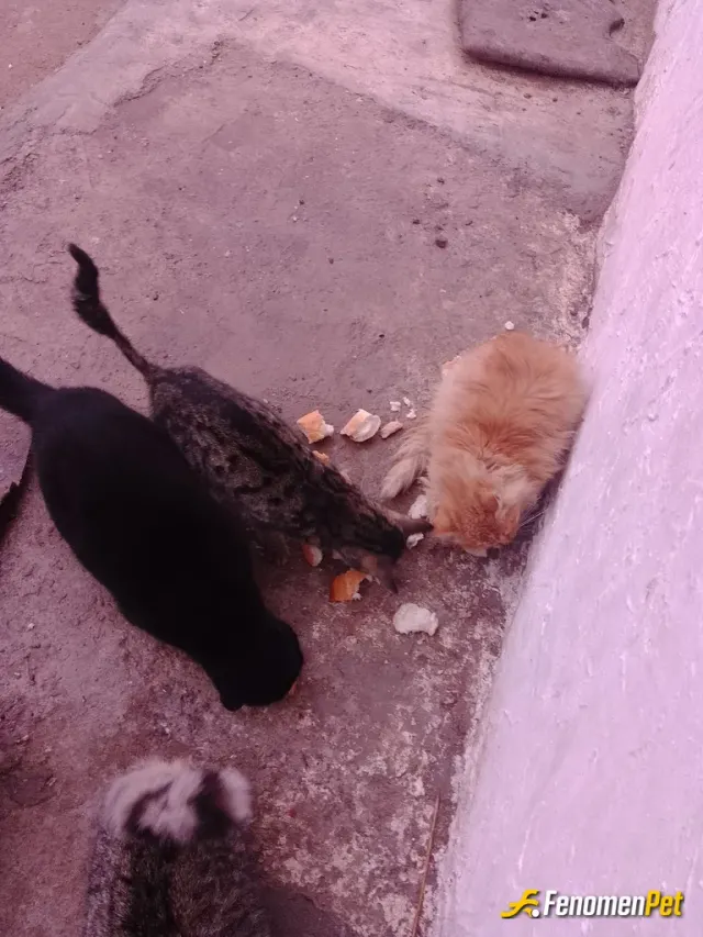 Sokak hayvanı besleme: Her gün beslediğimiz 15 kedimiz var #FenomenPet
Pati dostu FenomenBet