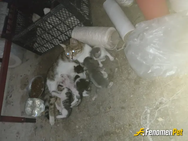 Sokak hayvanı besleme: #Fenomenpet 
#Onlardabircan