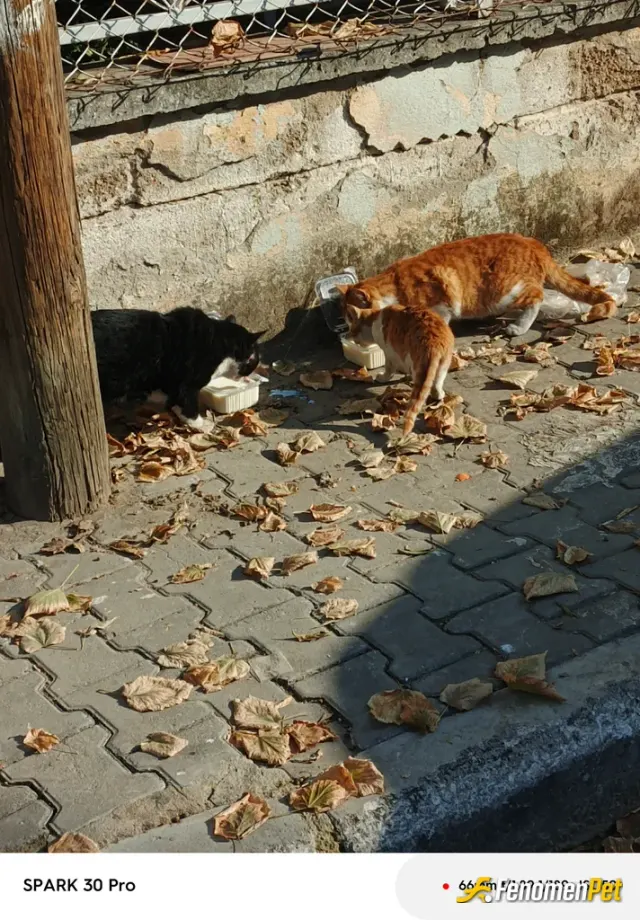 Sokak hayvanı besleme: Her canlı yaşamayı hak ediyor hiçbiri sahipsiz değildir