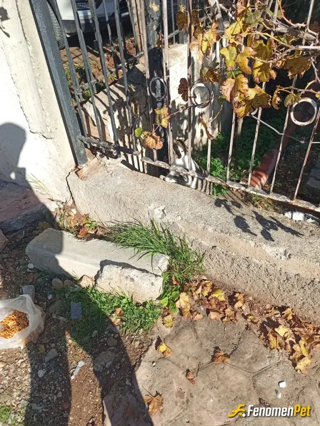 Sokak hayvanı besleme: #Fenomenpet hashtagi 
Bir kab yemek bir candır her canlı bakımı hak eder