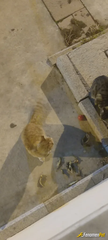Sokak hayvanı besleme: Aksam balik kizartmis annecim ama baya da kaldi gorunce biz doyduk dedim pisiciklerde nasiplensin :D 4 5 tane hemen cagr…
