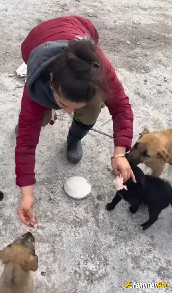 Sokak hayvanı besleme: Kuru ve yaş mama aliyorum bazen tavuk eti ile onları besliyoruz