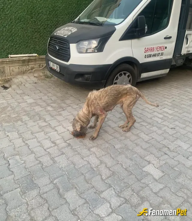 Sokak hayvanı besleme: Onlarda can