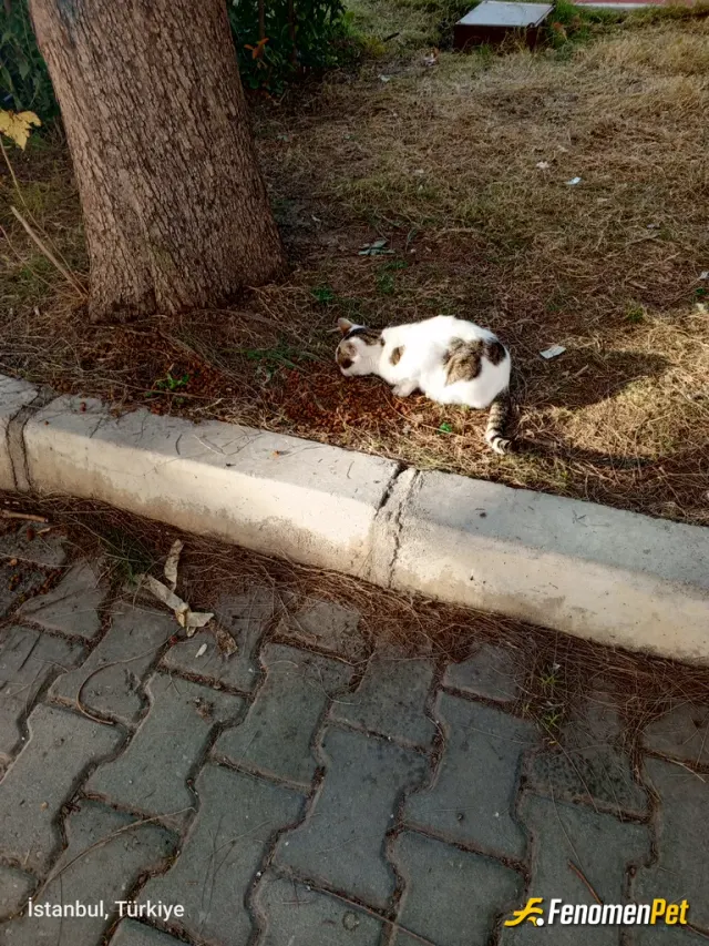 Sokak hayvanı besleme: Hepsini beslerim