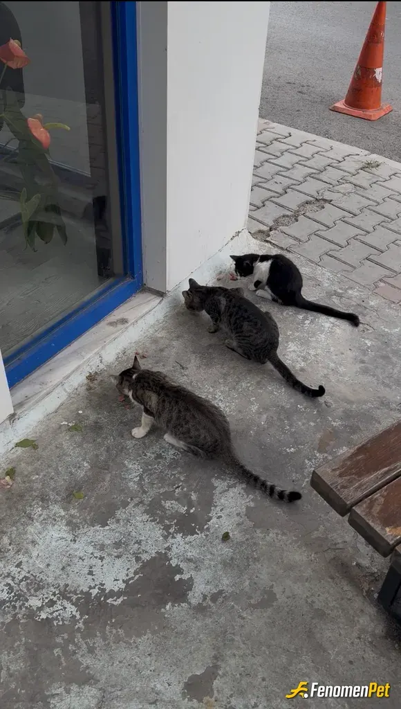 Sokak hayvanı besleme: dükkanin bahçesinde baktığımız aslanlar