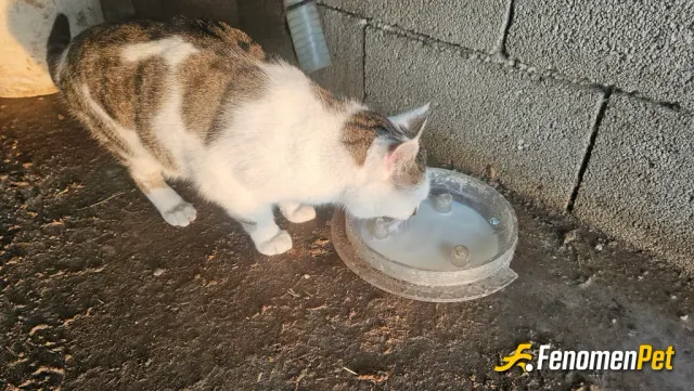 Sokak hayvanı besleme: Sokak hayvanlarına kis gunu bakali.