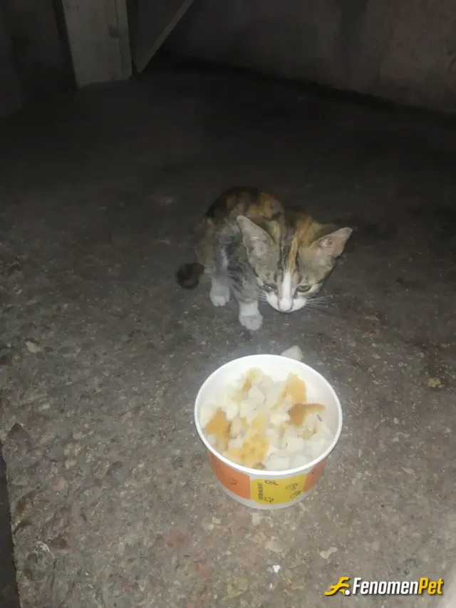 Sokak hayvanı besleme: Elimden geldiğince hayvan ayırt etmeden beslemeyi severim
