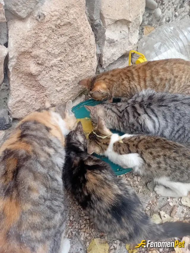 Sokak hayvanı besleme: Kediler huzur verir