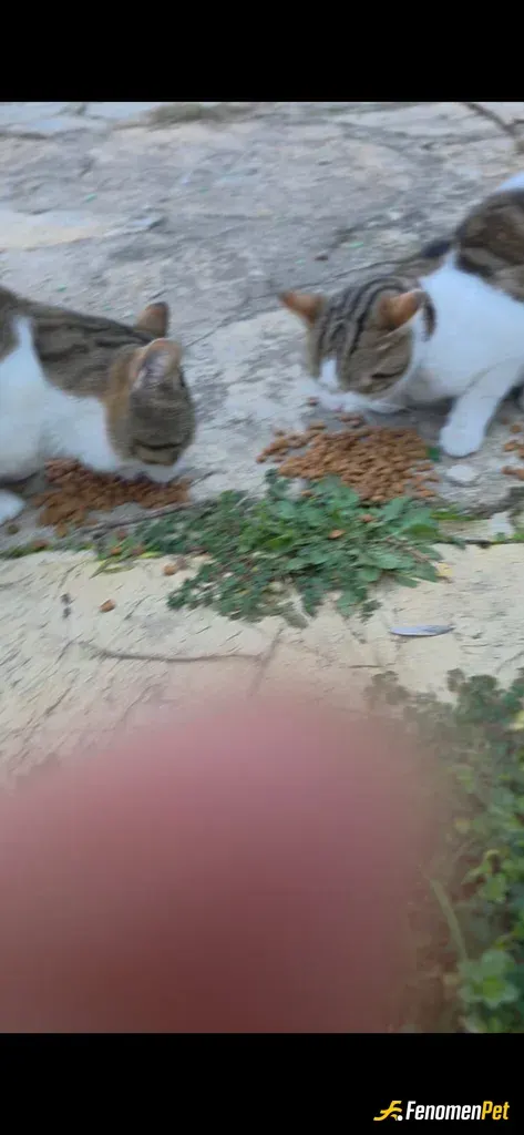 Sokak hayvanı besleme: Zaten günlük besleme yapıyordum ama bu güzel hareketiniz beni çok mutlu etti
