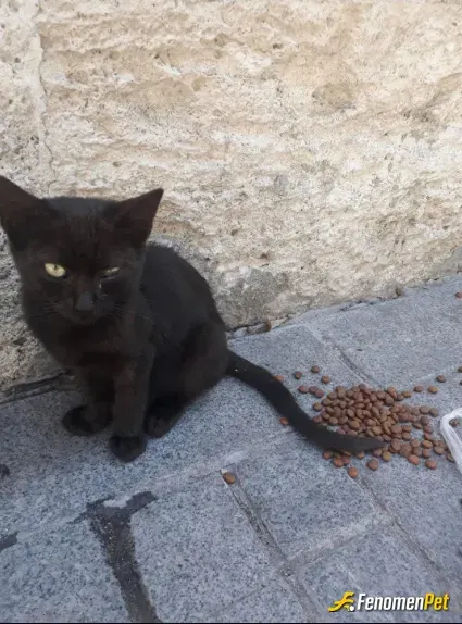 Sokak hayvanı besleme: mamasını verip veterinere götürdüm:(