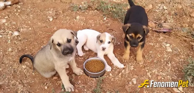 Sokak hayvanı besleme: Mahalledeki yeni doğmuş bebekler 😄🥰