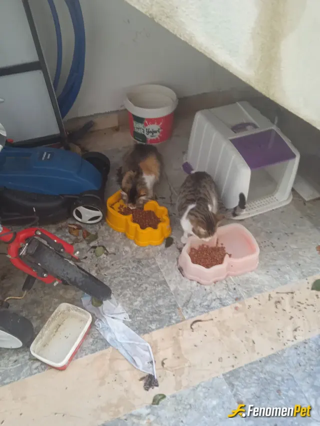 Sokak hayvanı besleme: Bu havalarda iyi bakmak lazim