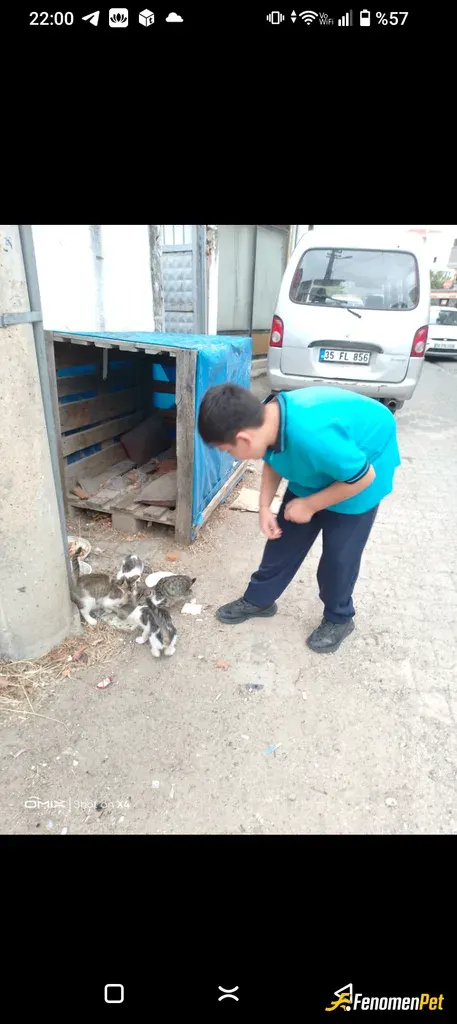 Sokak hayvanı besleme: #Fenomenpet Minik canları beslemek Herzaman