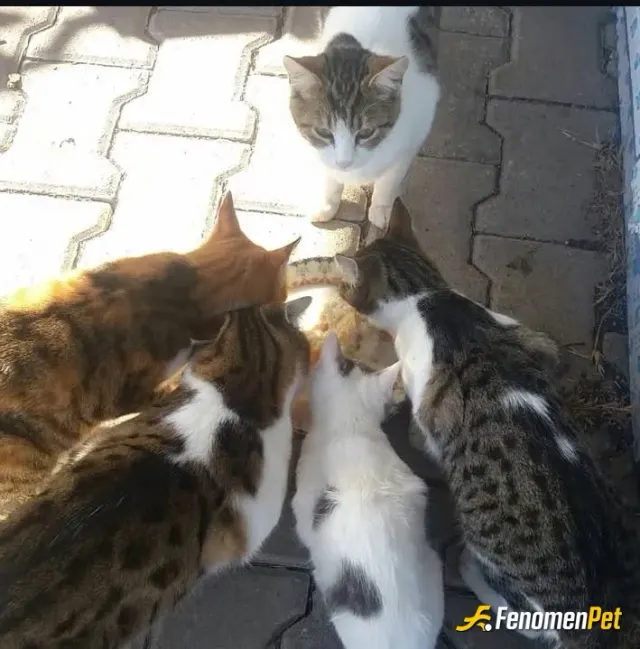 Sokak hayvanı besleme: #Fenomenpet