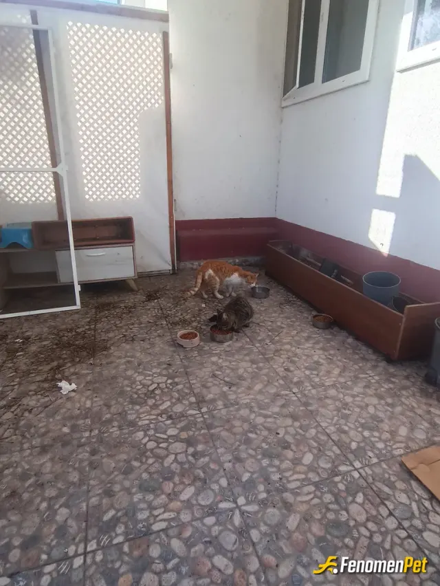 Sokak hayvanı besleme: Canımız ciğerimiz hepsi