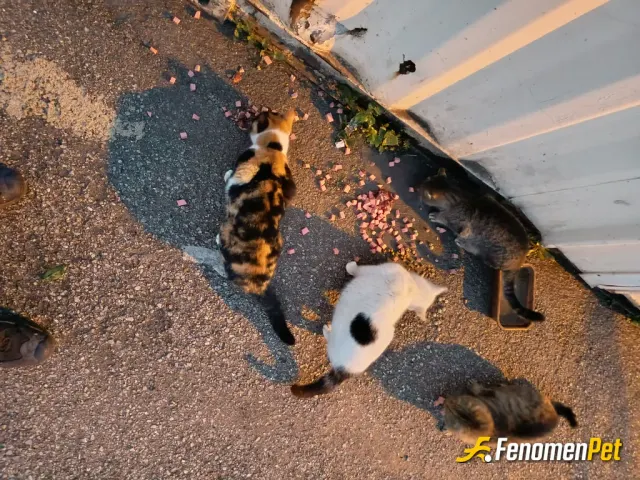 Sokak hayvanı besleme: Bizim kontrol noktamız var ve kedi sayımız fazla,her ay jandarma ile birlikte para topluyoruz ve bu canlara ma
