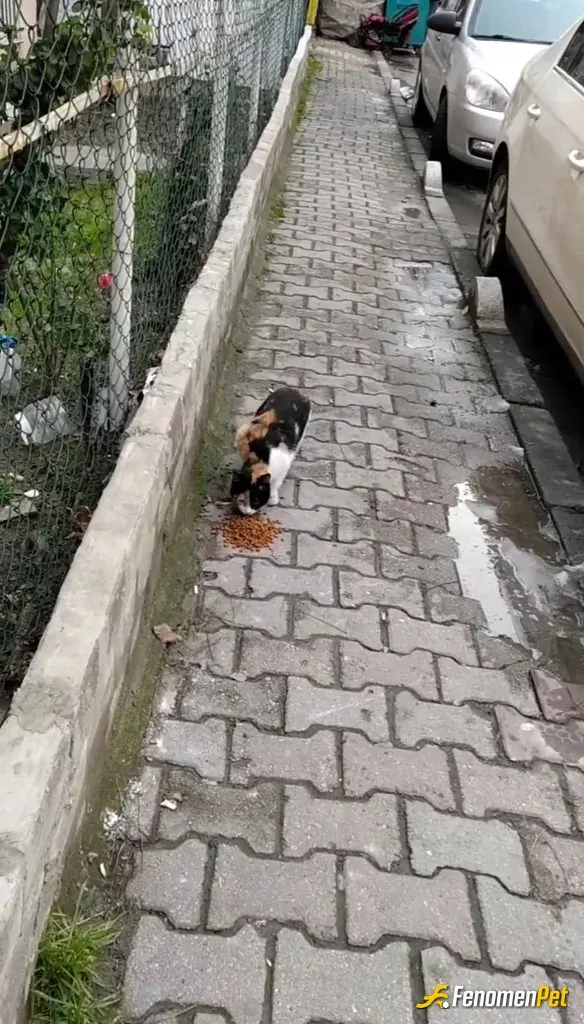 Sokak hayvanı besleme: Marketten mama aldım suyu vardi ikram ettim.