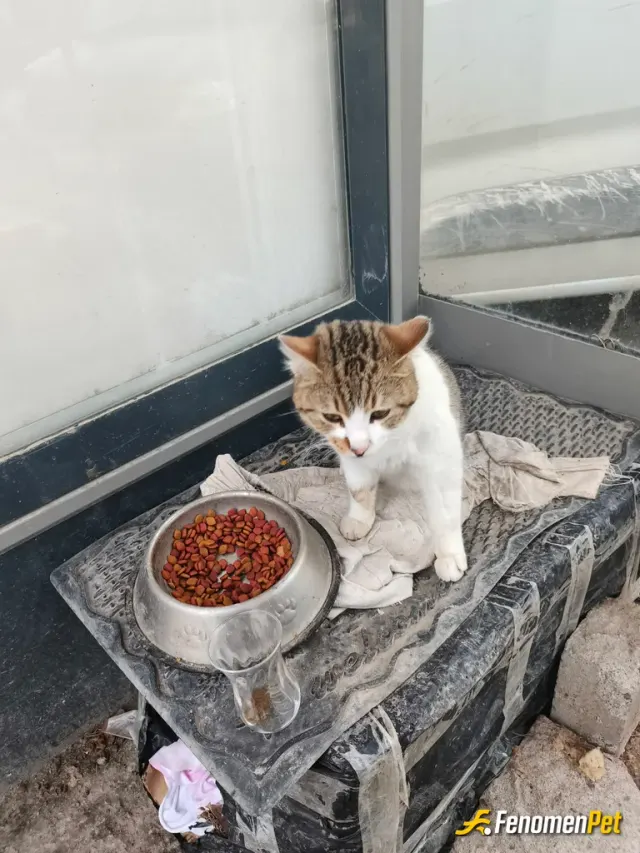 Sokak hayvanı besleme: Durakta gördüm mama alıp verdim bu etkinlikden dolayı teşekkürler