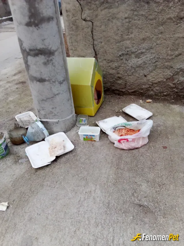 Sokak hayvanı besleme: Elimizden geldiği kara