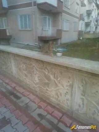 Sokak hayvanı besleme: Mama ve su veriyorum