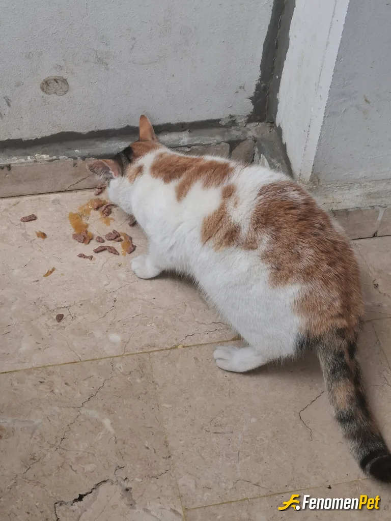 Senem98 sokak hayvanını beslerken çektiği fotoğraf