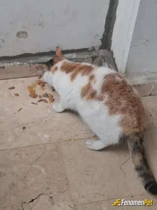Sokak hayvanı besleme: Tam destek