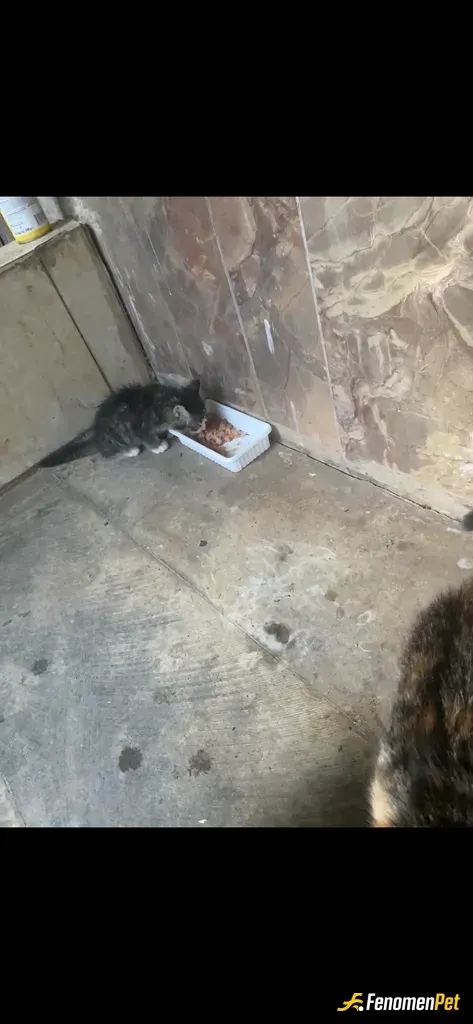 Sokak hayvanı besleme: Bütün insanlar suçlu değildir ama bütün hayvanlar masumdur🖤
