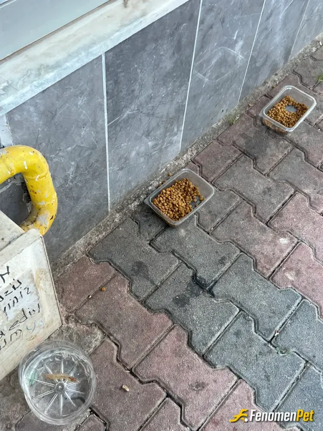 Sokak hayvanı besleme: #Fenomenpet dostlarımıza sahip çıkalım