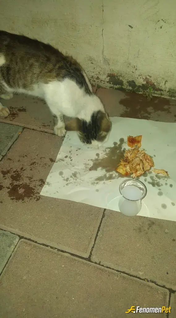 Sokak hayvanı besleme: Keyifler gıcır bizim kralda 😂😂