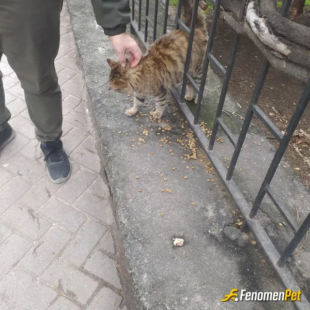 Sokak hayvanı besleme: Sokaktaki her canlıyı seviyoruz besliyoruz