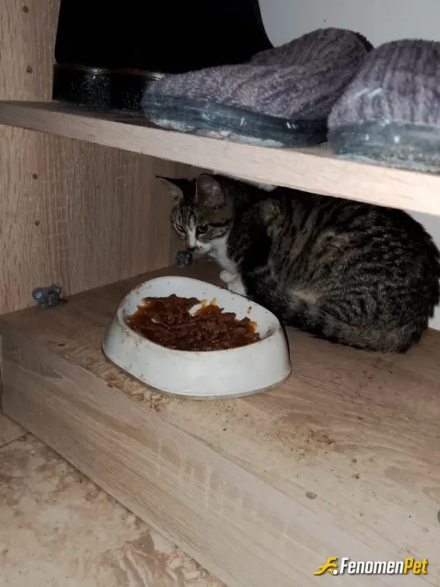 Sokak hayvanı besleme: Kedi maması alıyorum hayvanları çok seviyorum ve besliyorum