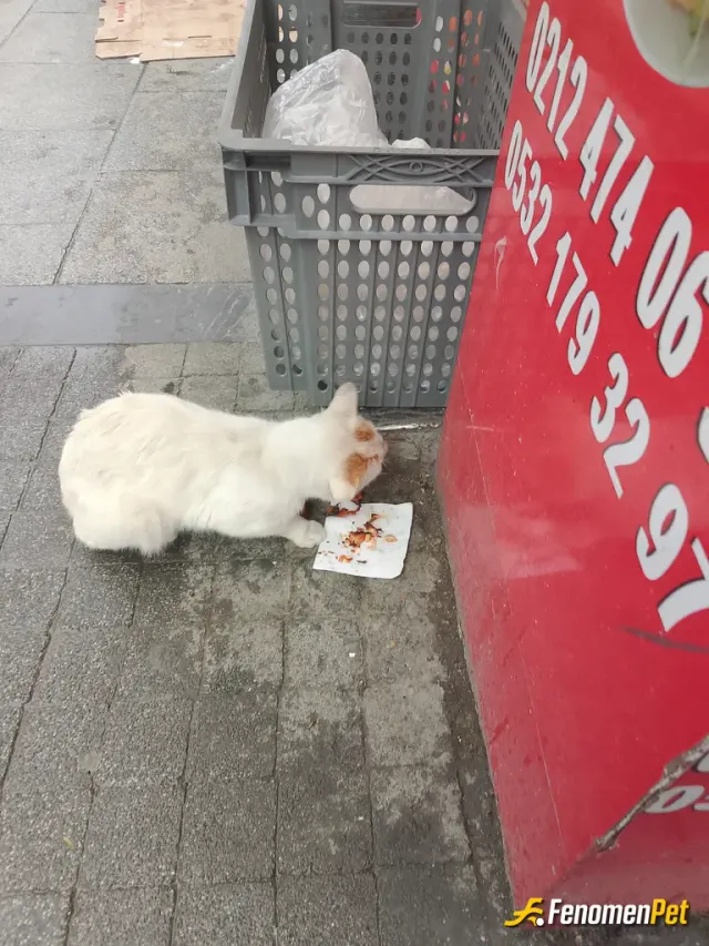 Sokak hayvanı besleme: Yemek yerken