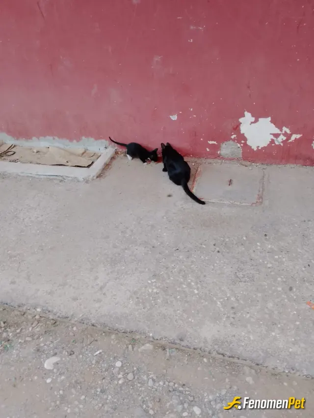 Sokak hayvanı besleme: Fenomenpet hashtagi sokak hayvanları candır