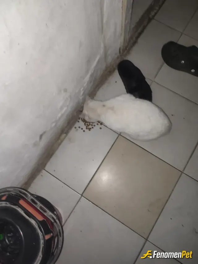 Sokak hayvanı besleme: Sevimli patilere hazır mama aldim
