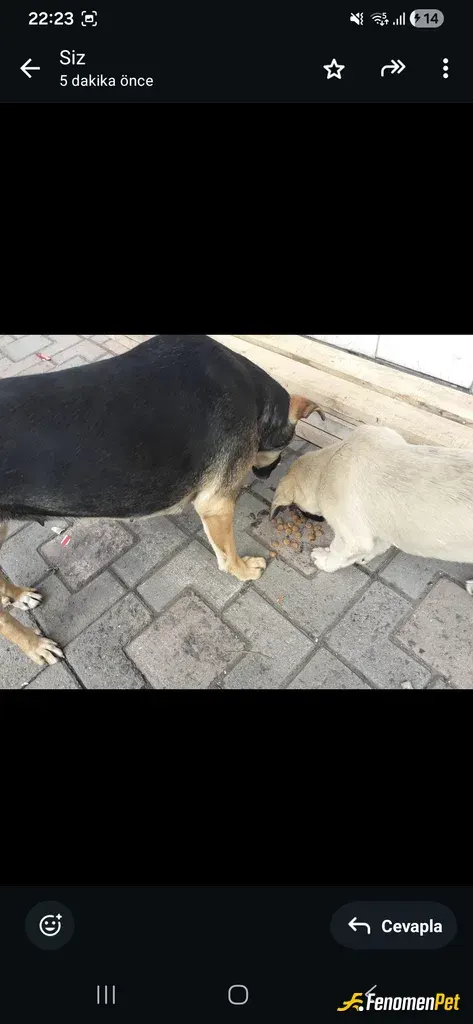 Sokak hayvanı besleme: Mama veriyorum her gün