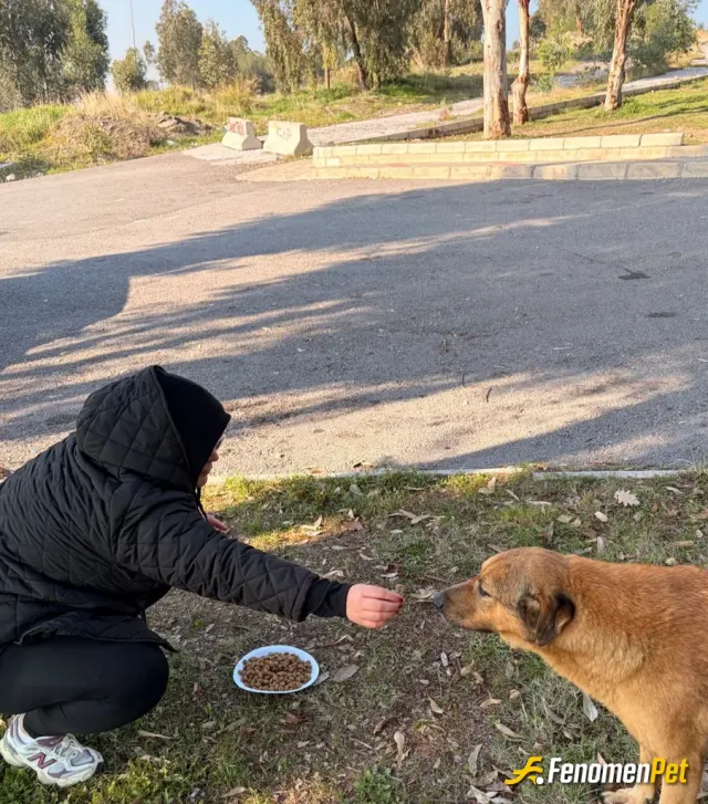 Sokak hayvanı besleme: #Fenomenpet-Fenomenbet pati dostu
