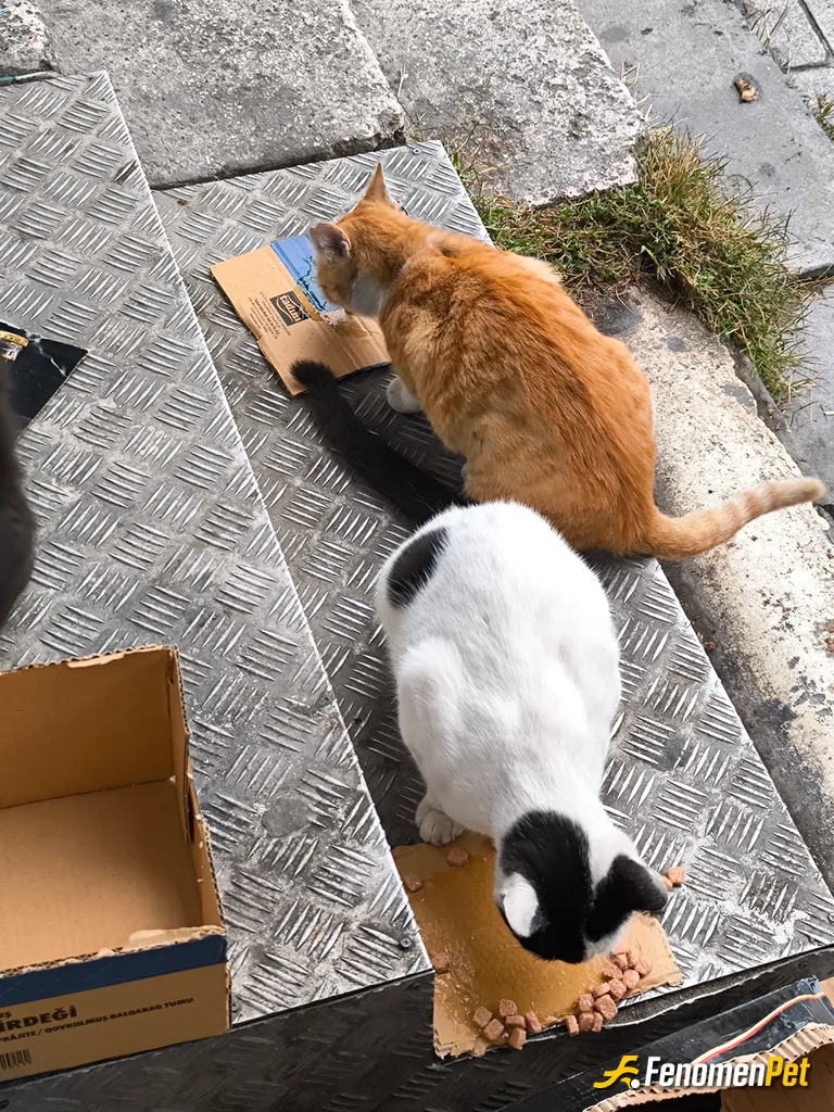 Platanusmex sokak hayvanını beslerken çektiği fotoğraf
