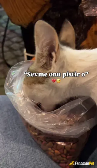 Sokak hayvanı besleme: 30 lira ile çok fazla mutluluk 
#Fenomenpet Fenomenbet Pati Dostu

#Fenomenbet - Fenomenbet Patiler de kaza