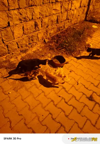 Sokak hayvanı besleme: Sokak hayvanları sahipsiz kalmamalı