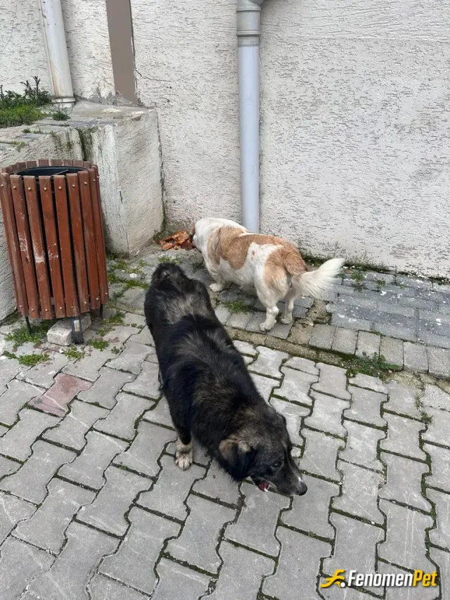 Sokak hayvanı besleme: Memnuniyetle