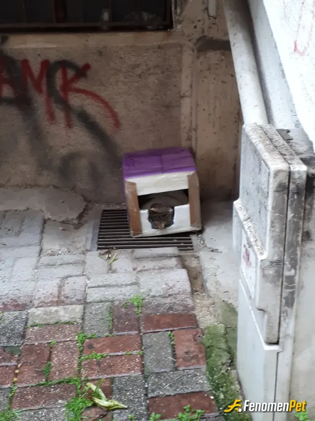 Sokak hayvanı besleme: Sokağımdaki can dostlarımız için yaptığım kedi evi ve içinde huzurla uyuyan mükremin :))