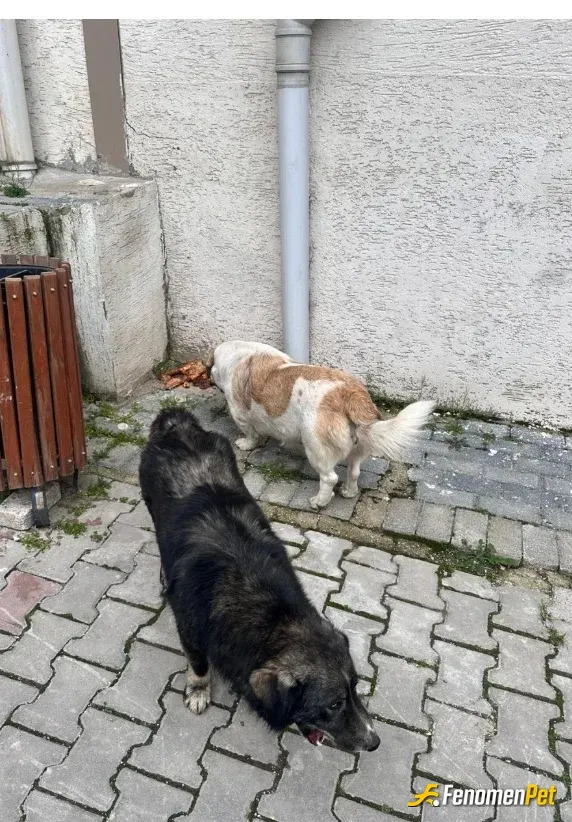 Sokak hayvanı besleme: Çok severek isdiyerek memnuniyetle