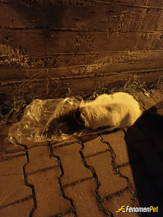 Sokak hayvanı besleme: Kapımın önünde kedi olduğunu gördüm ve evdeki kuru mamadan birazcık poşete koyup kediye verdim