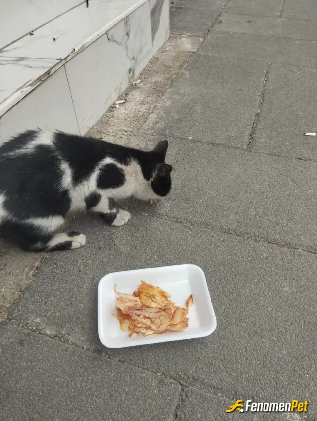 Sokak hayvanı besleme: Soğukta sokakta kalan kediye döner alıp verdim inşallah doymuştur 👍