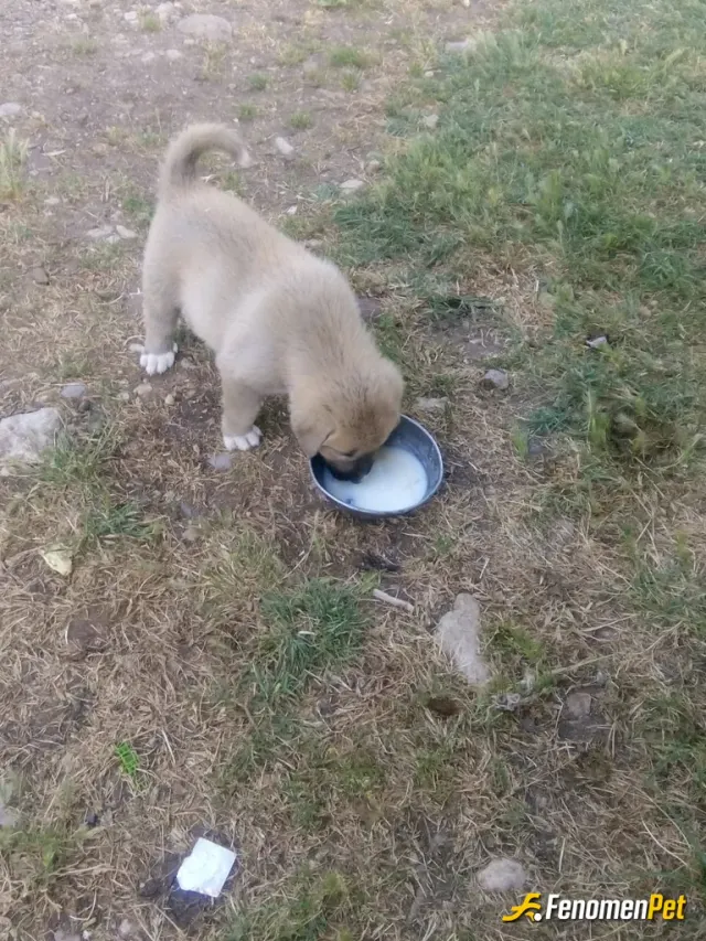 Sokak hayvanı besleme: Sokaktaki sahipsiz hayvanlara süt ya da yiyecek vermek gerekir, onlara zarar vermeyelim, koruyalım.