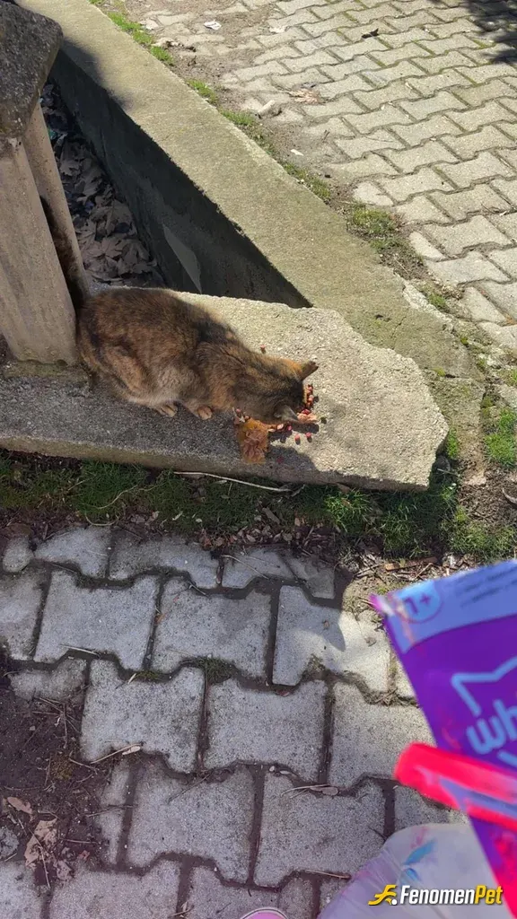 Sokak hayvanı besleme: #Fenomenpet pati dostu