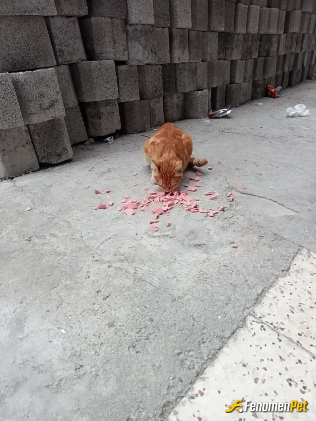 Sokak hayvanı besleme: Soğuk havalarda yardım