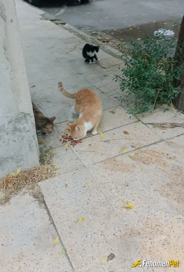 Sokak hayvanı besleme: Yurduma yakin yerde yasayan patili dostlara mama aldim