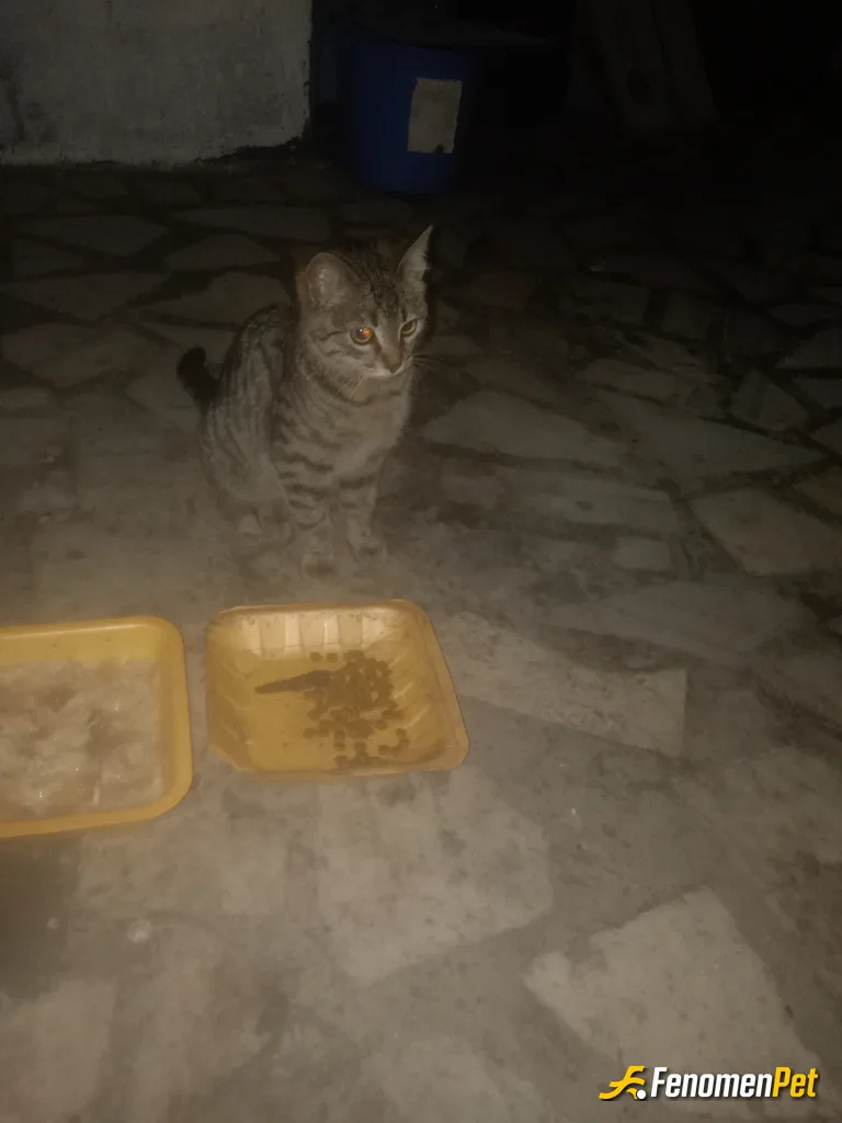 Sokak hayvanı besleme: Bu küçük dostumuza mama alıp verdim ama bunun gibi görünüp görünmeyen birçok hayvanın da soğuk kış aylarında mamaya ve k…